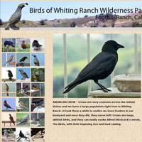 Birds of Whiting Ranch website
